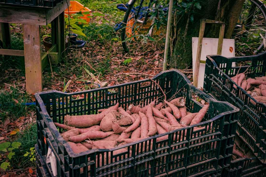 収穫したさつまいもをかごに入れる様子