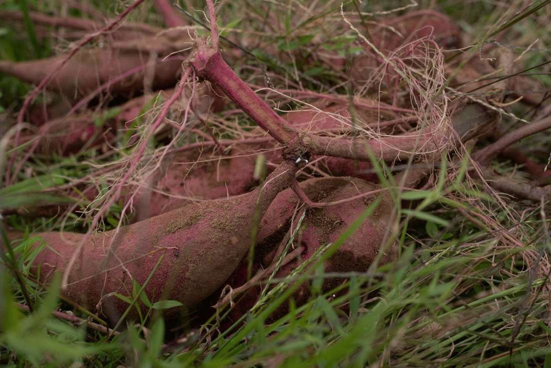 畑で掘り起こされたばかりの、赤紫色のさつまいも